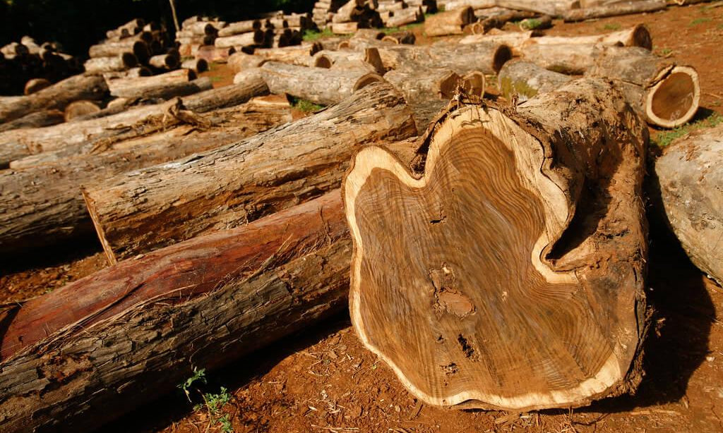 Stacks of cut logs with a close-up of a teak wood cross section showing distinct grain patterns what is teak wood