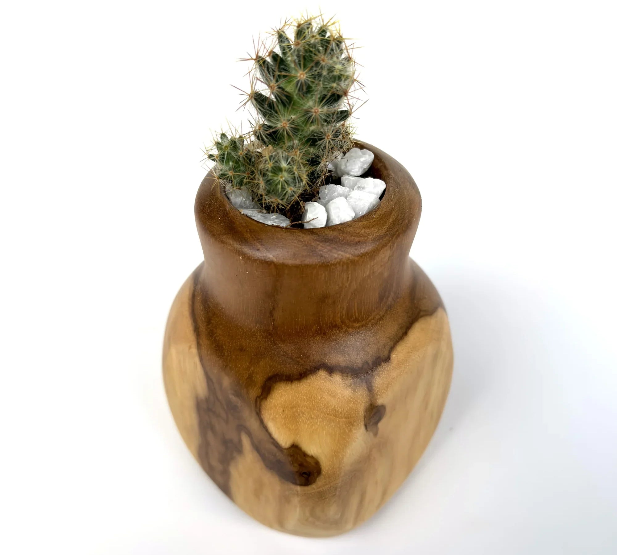 Handcrafted teak cactus pot featuring a natural finish with a small cactus planted inside