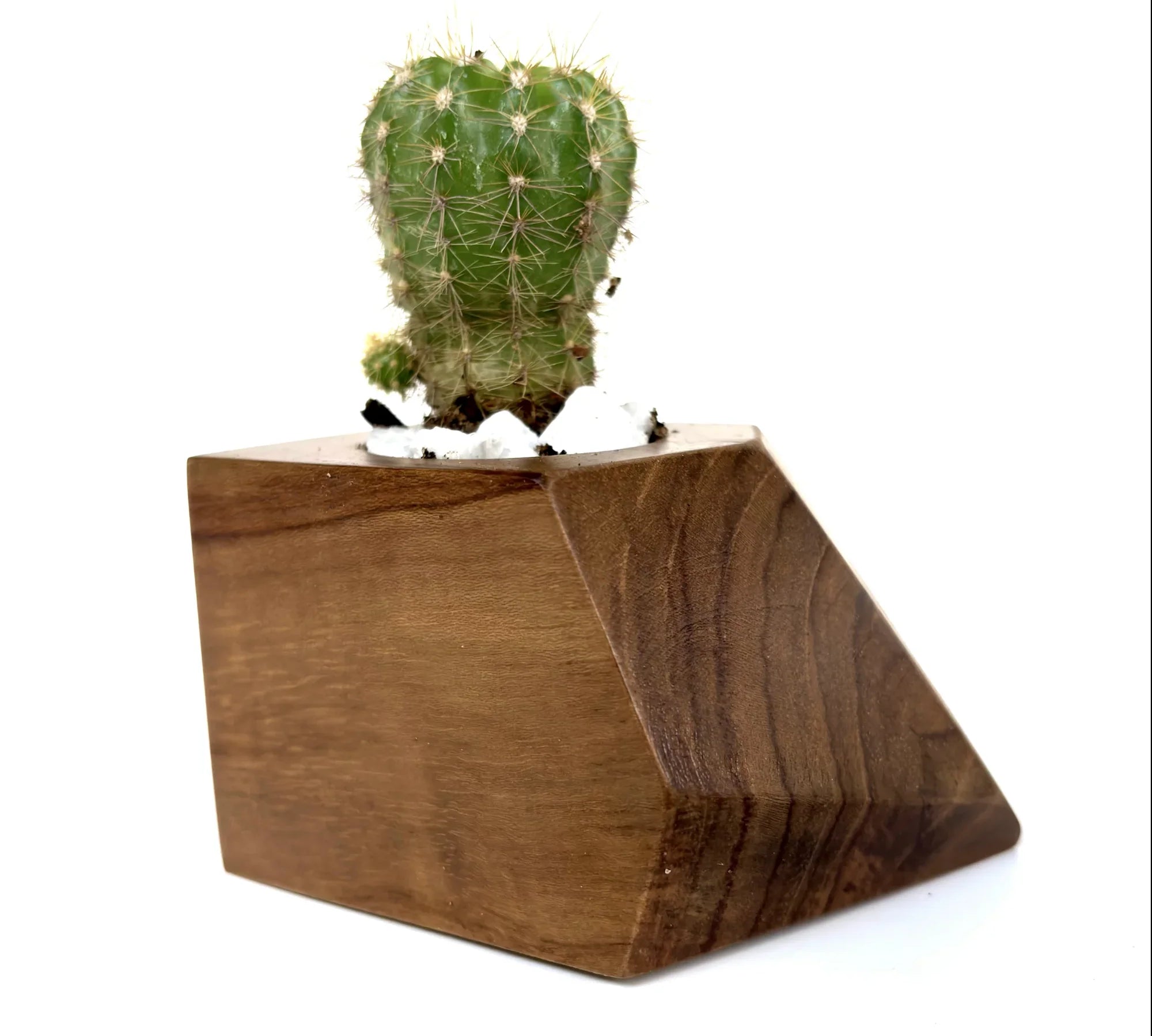Stylish Wooden Cactus Holder with a natural finish, perfect for desktop decor and plant lovers