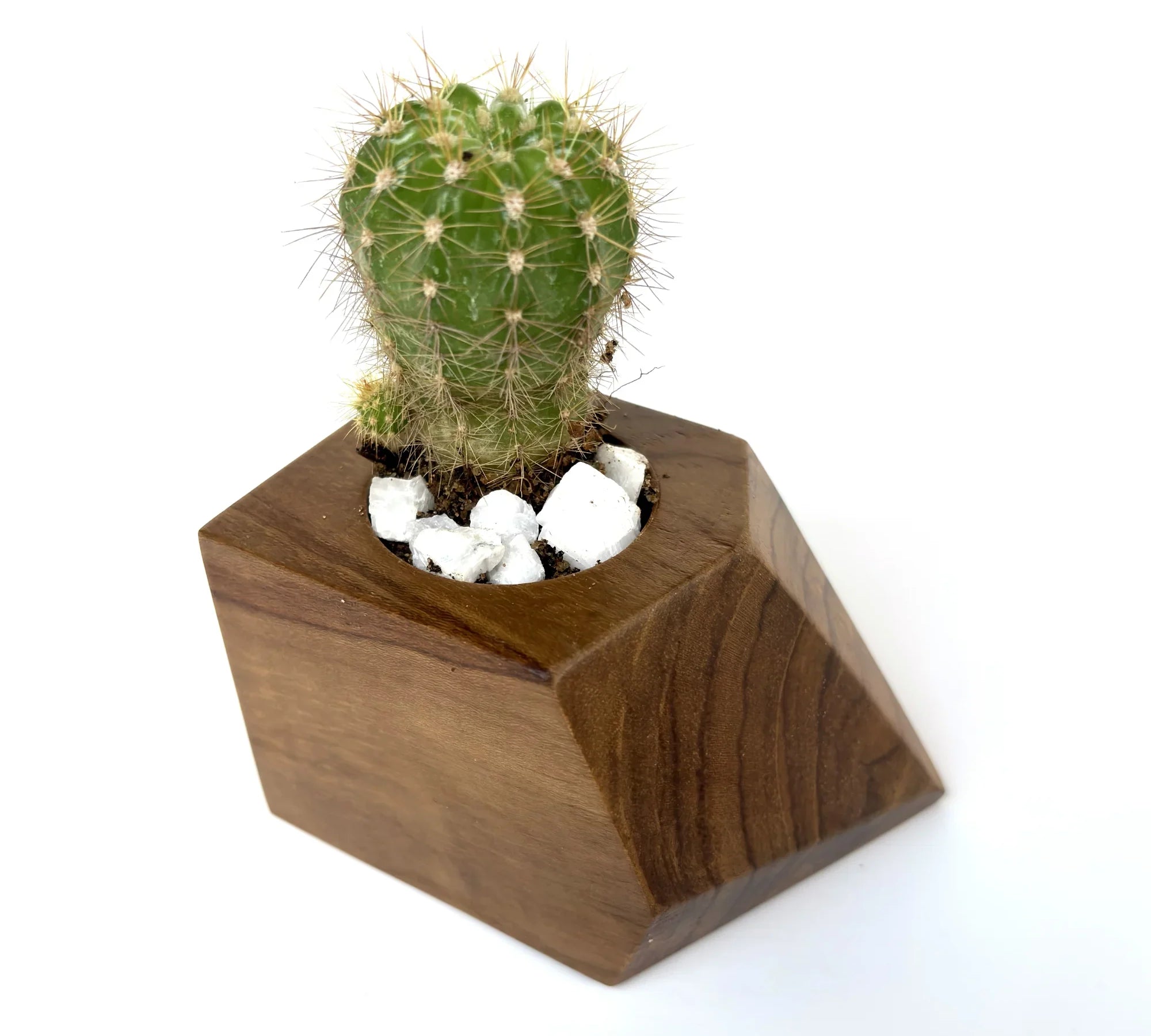 Stylish Wooden Cactus Holder with a small cactus and decorative white stones on top