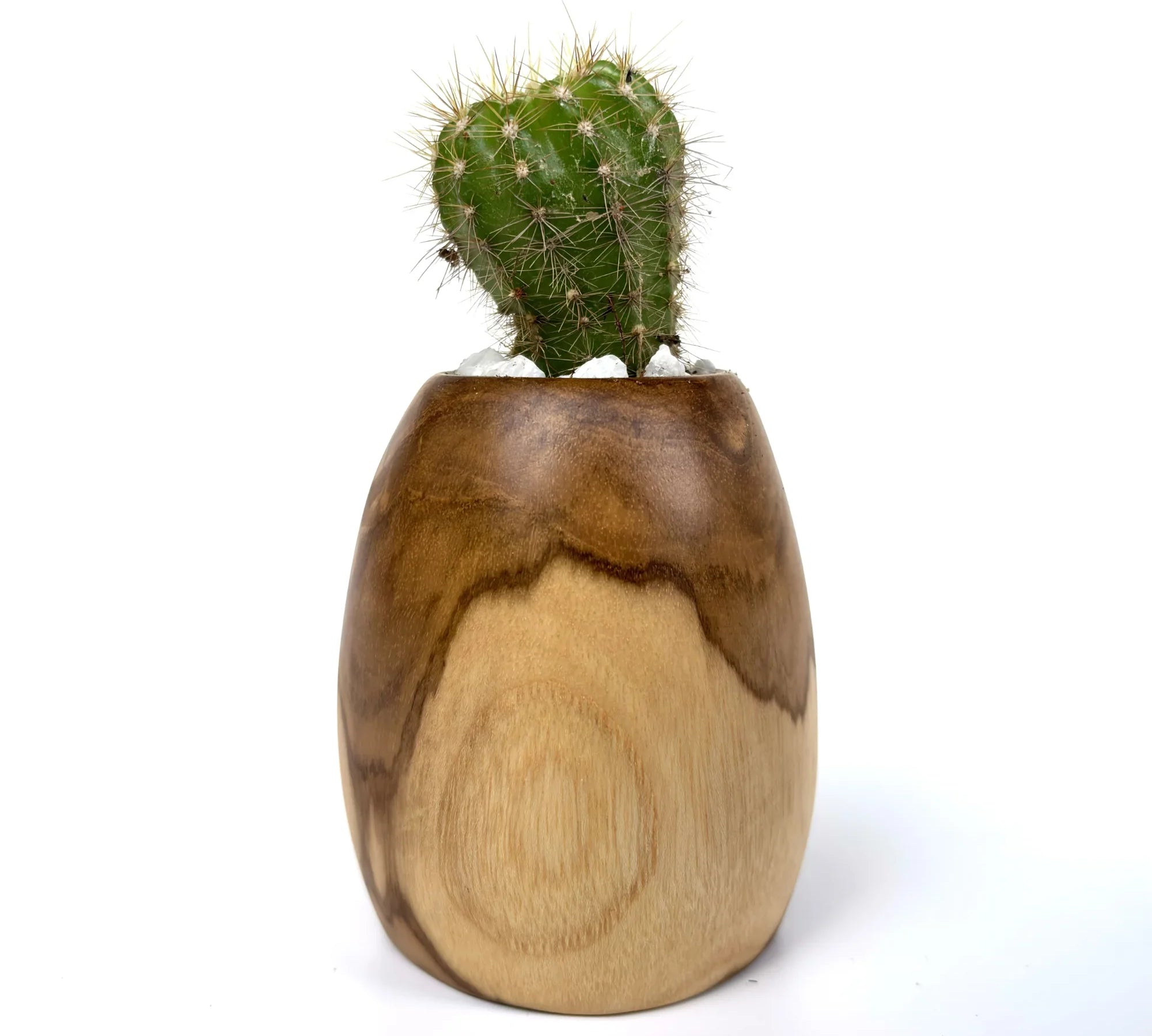 Natural Wooden Cactus pot with a small cactus plant, showcasing unique wood grain texture