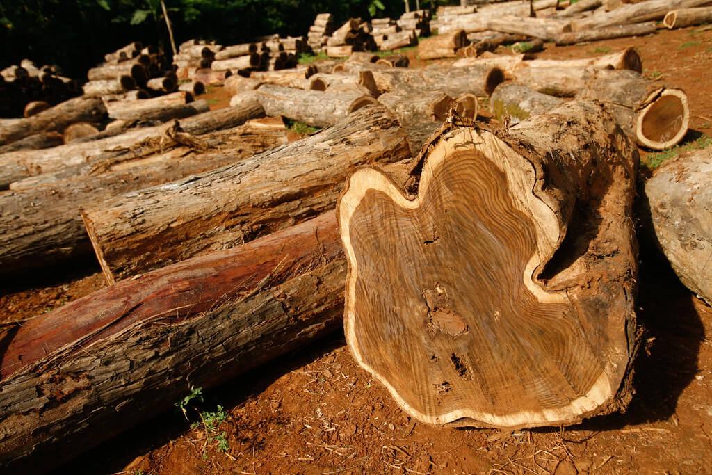 Stacks of cut logs with a close-up of a teak wood cross section showing distinct grain patterns what is teak wood