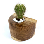 Handcrafted solid teak wood cactus pot - wp005