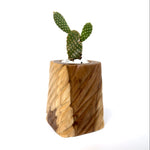 Wooden Small Pot – Perfect for Indoor Plants - WP001 - Wood Ceylon