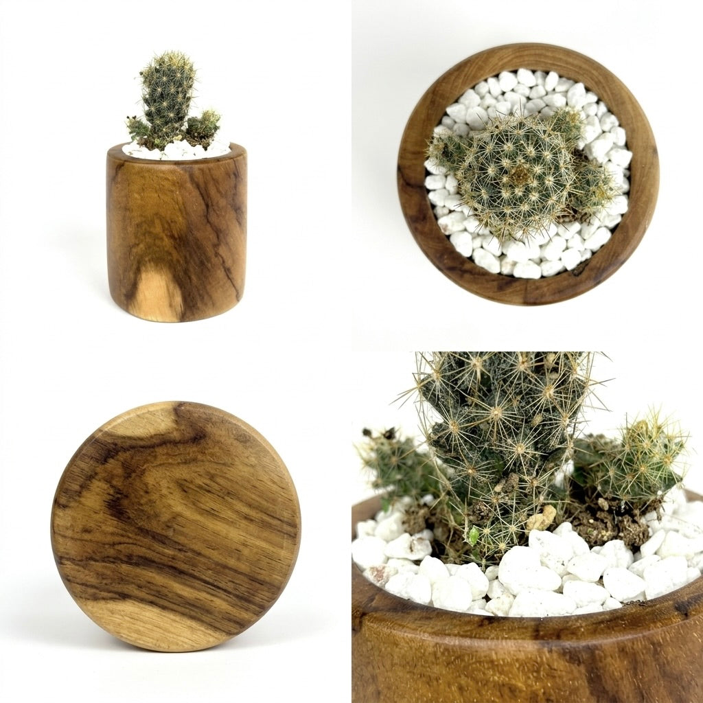Mini teak planter shown next to a ceramic bowl and books, styled shelf scene