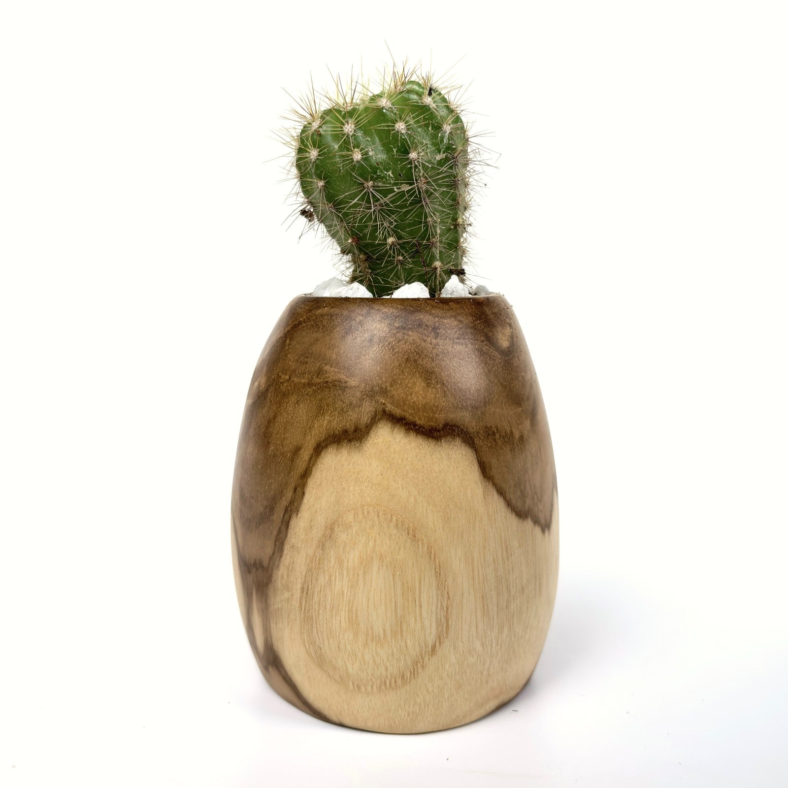 Teak wood succulent planter with a cactus for home decor