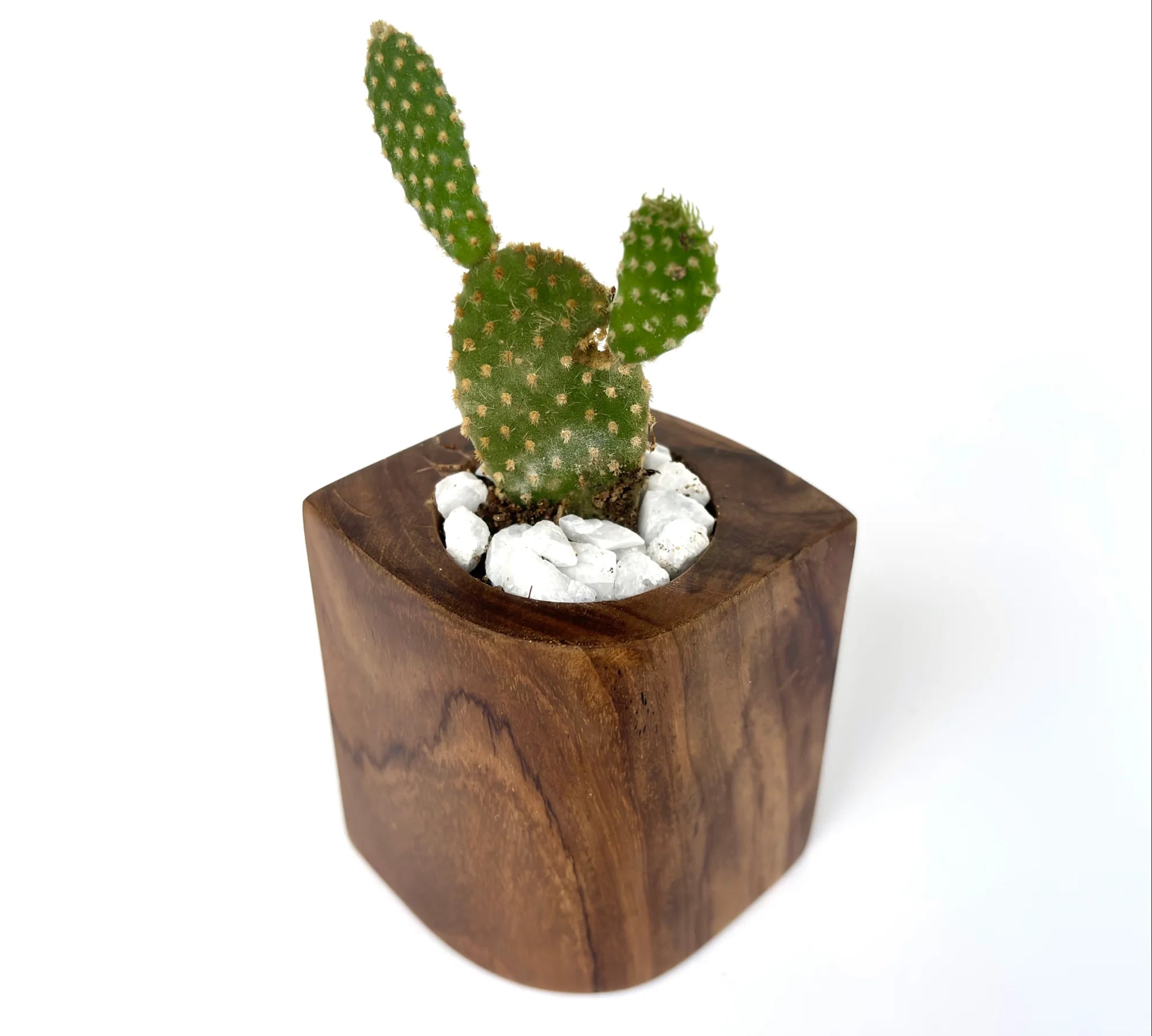 Eco-Friendly Wooden Plant Pot – Small Succulents - WP004 - Wood Ceylon