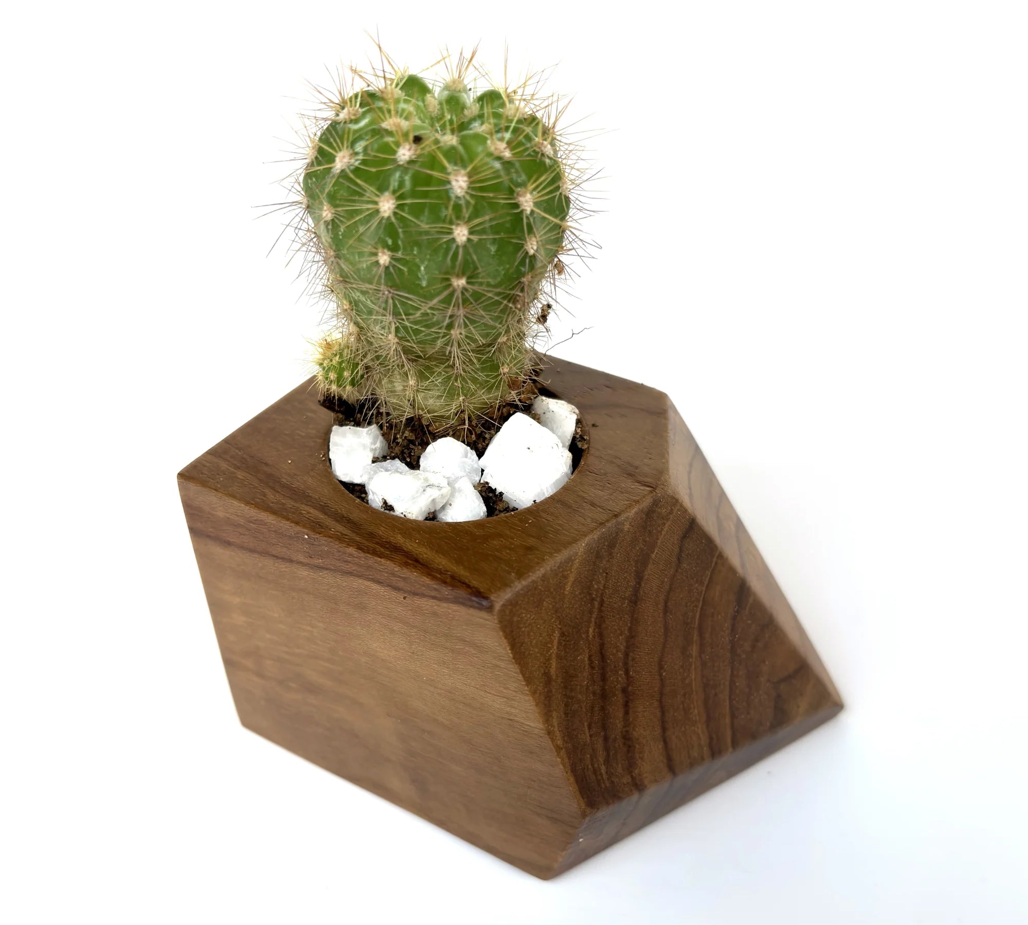 Artisan Cactus Pot – Unique Design - WP006 - Wood Ceylon