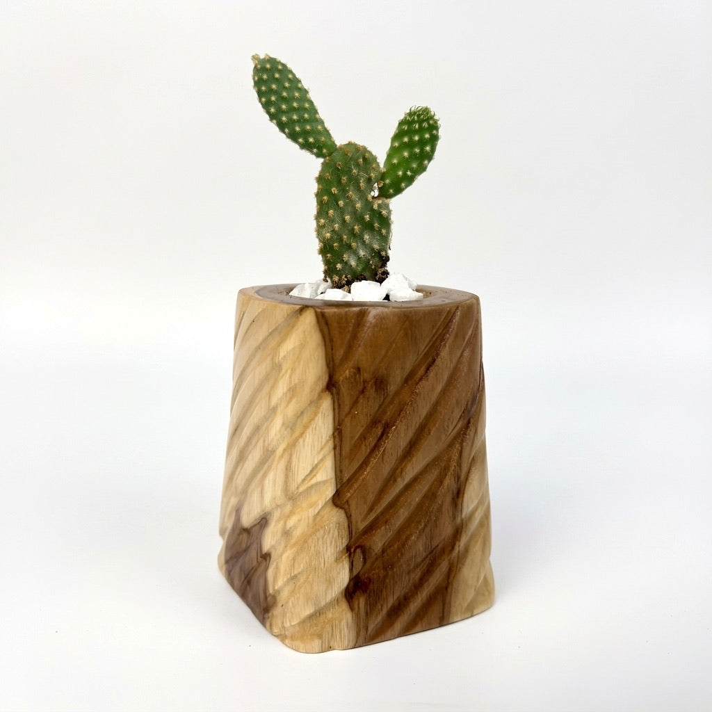Teak wood succulent planter with a cactus, natural finish