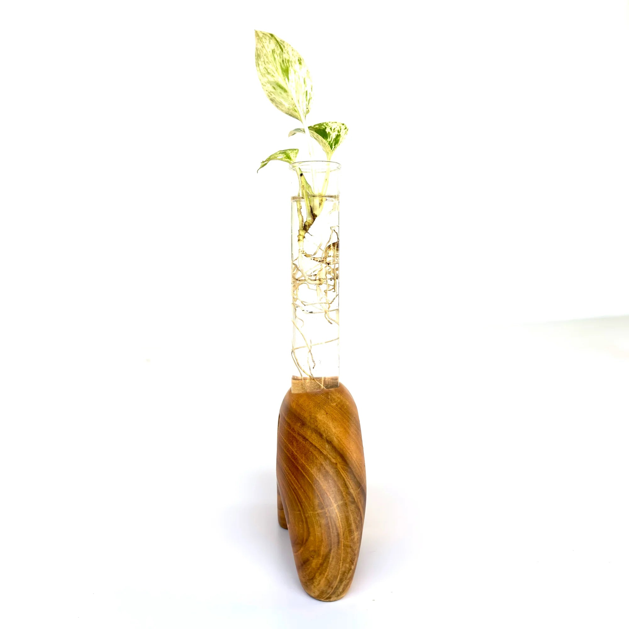 Elephant shape test tube vase by Wood Ceylon, elegantly holding a green plant for stylish decor