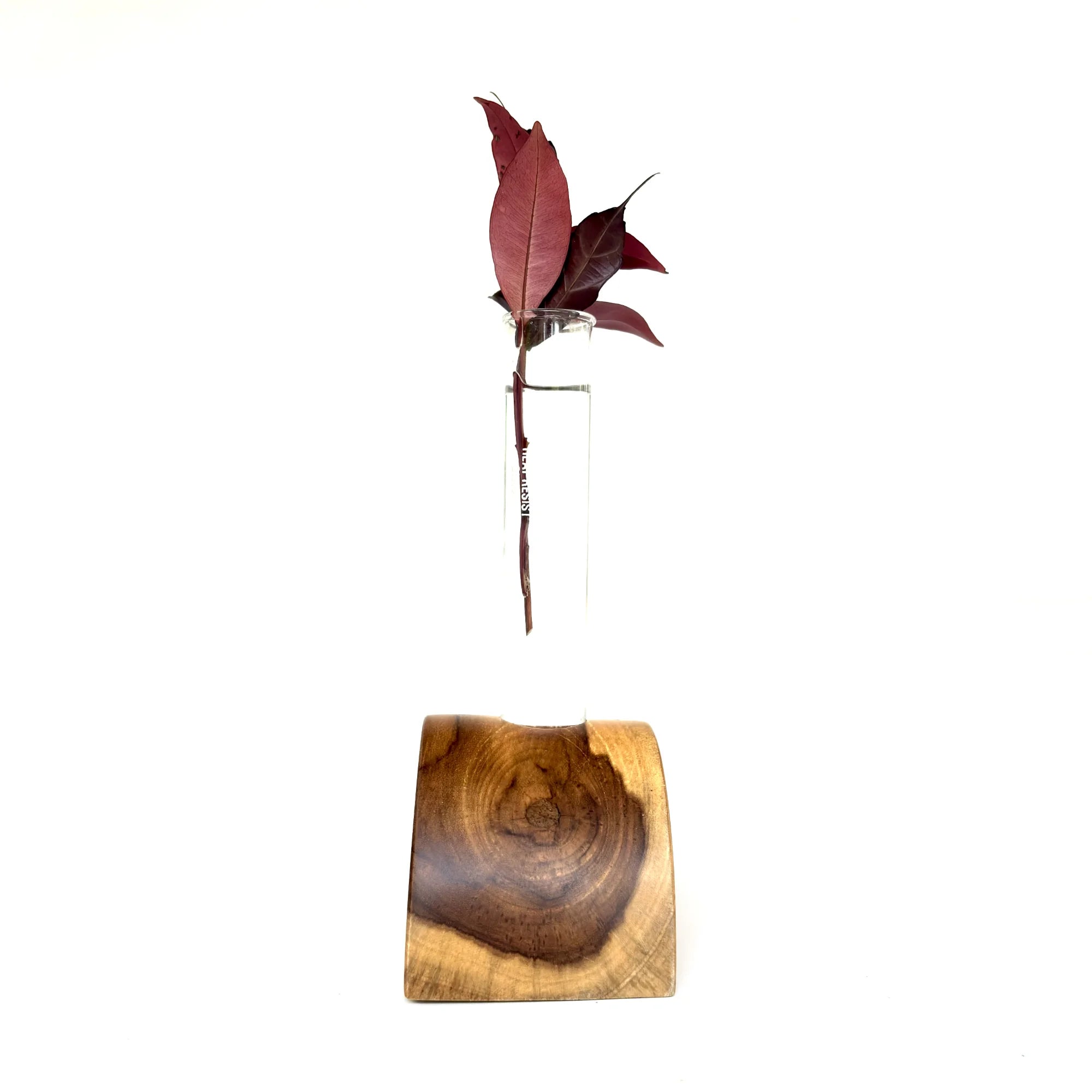 Half circle test tube vase with natural wood base holding a branch of leaves