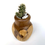 Handcrafted teak cactus pot featuring a natural finish with a small cactus planted inside
