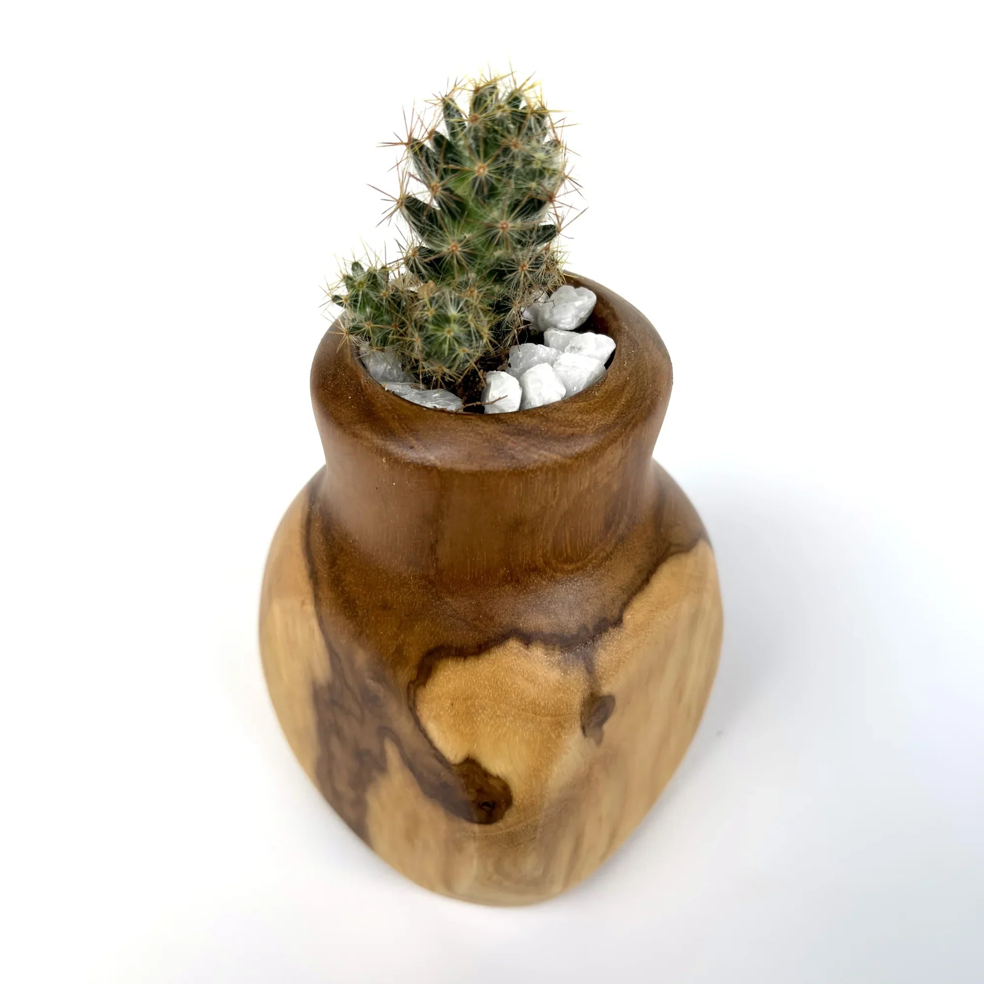 Handcrafted teak cactus pot featuring a natural finish with a small cactus planted inside