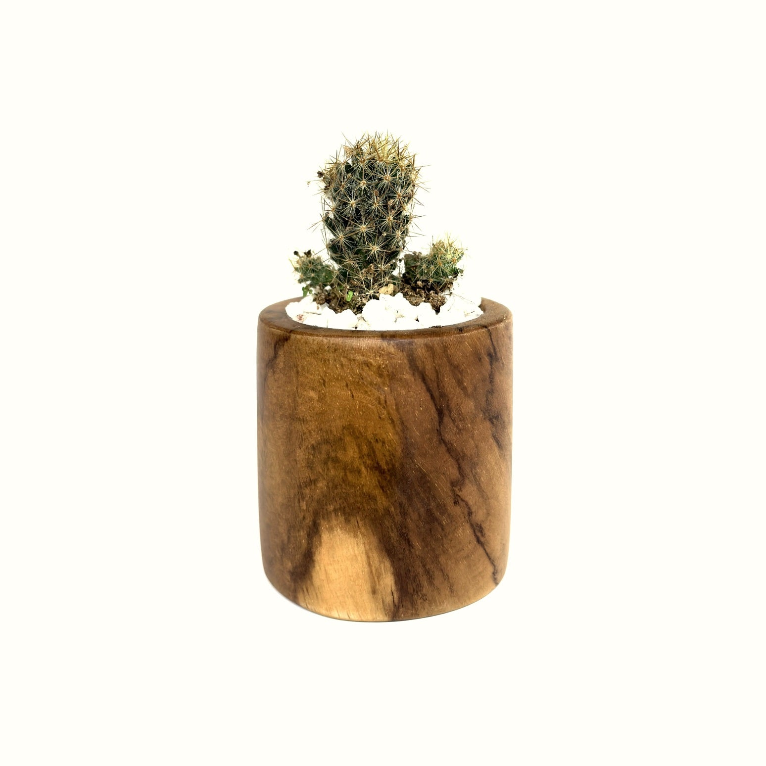 Teak small succulent pot with cactus for stylish decor