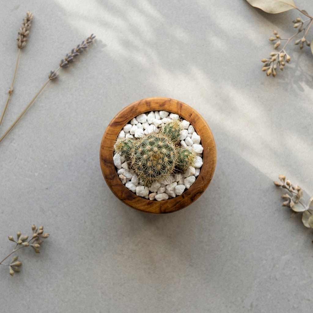Small Succulent Pot made of teak wood, featuring a cactus and white pebbles