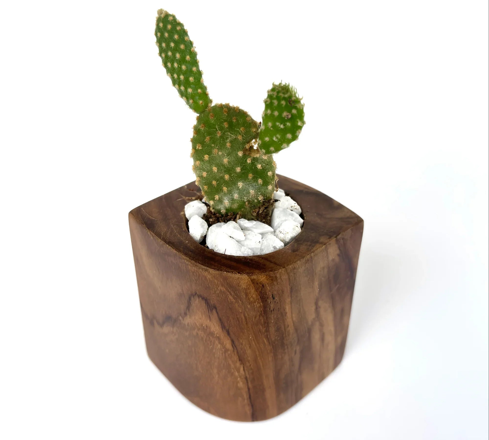 Solid Wood Cactus holder showcasing a small cactus with decorative stones