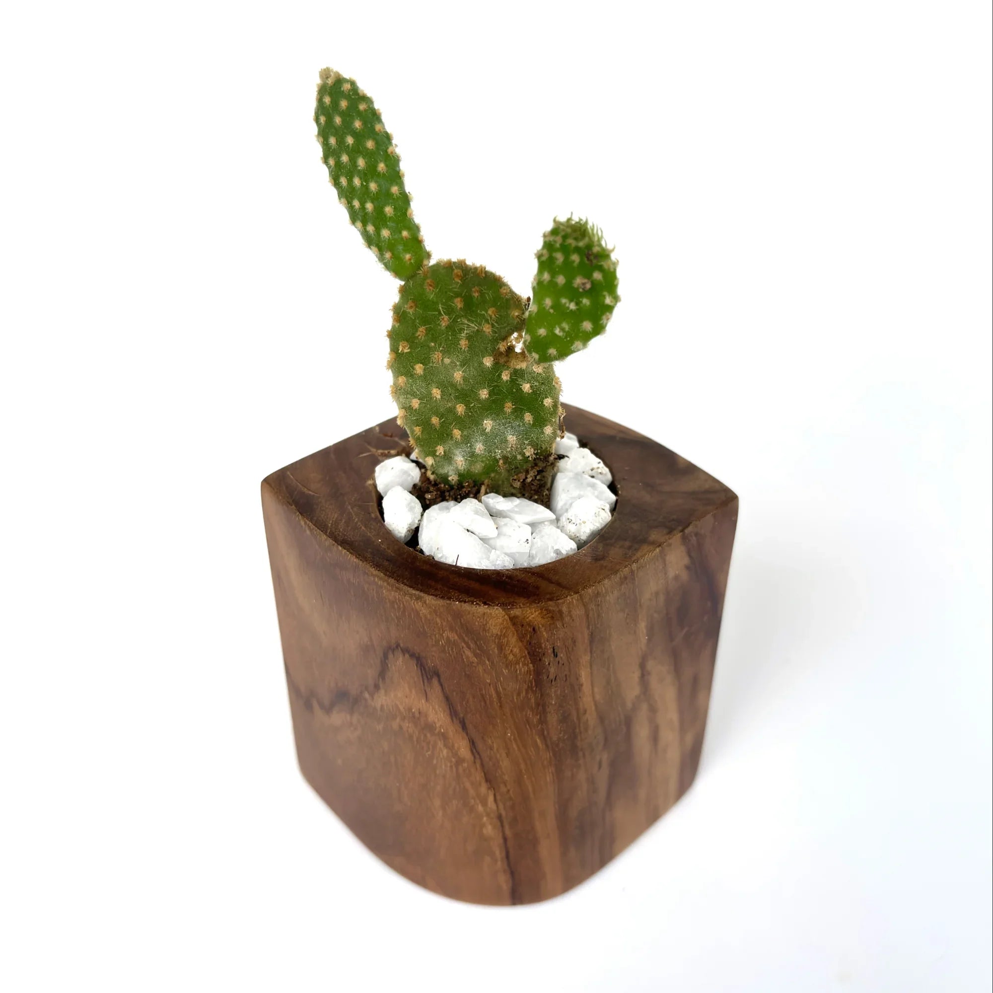 Solid Wood Cactus holder showcasing a small cactus with decorative stones