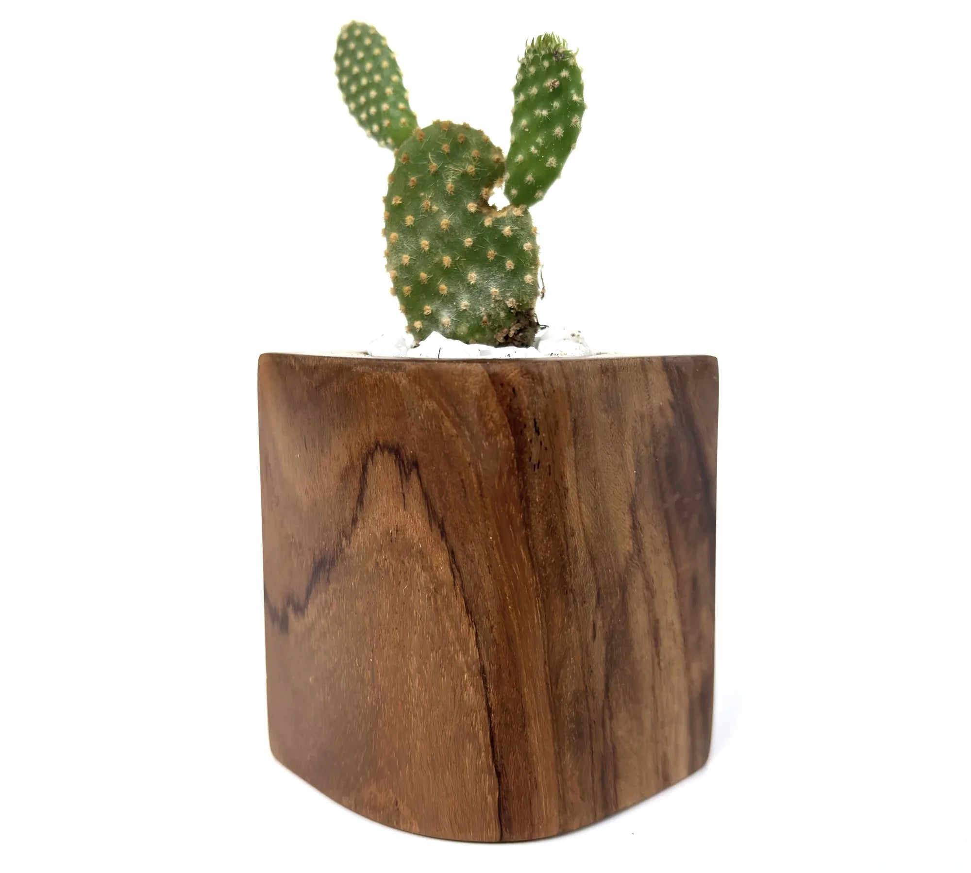 Solid Wood Cactus holder with a modern design showcasing a cactus plant for home decor