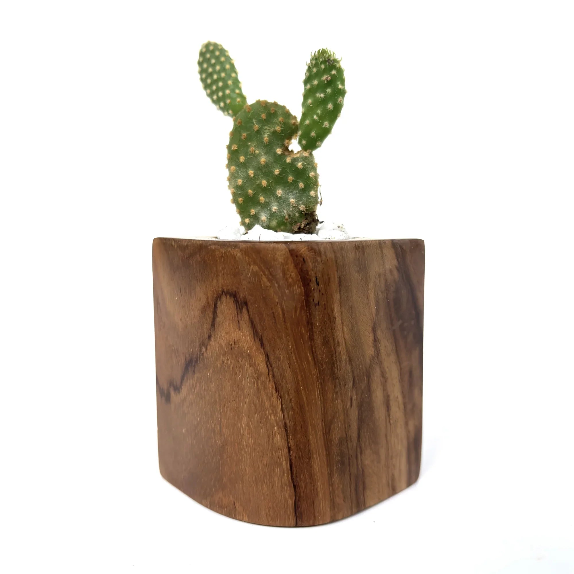 Solid Wood Cactus holder with a modern design showcasing a cactus plant for home decor