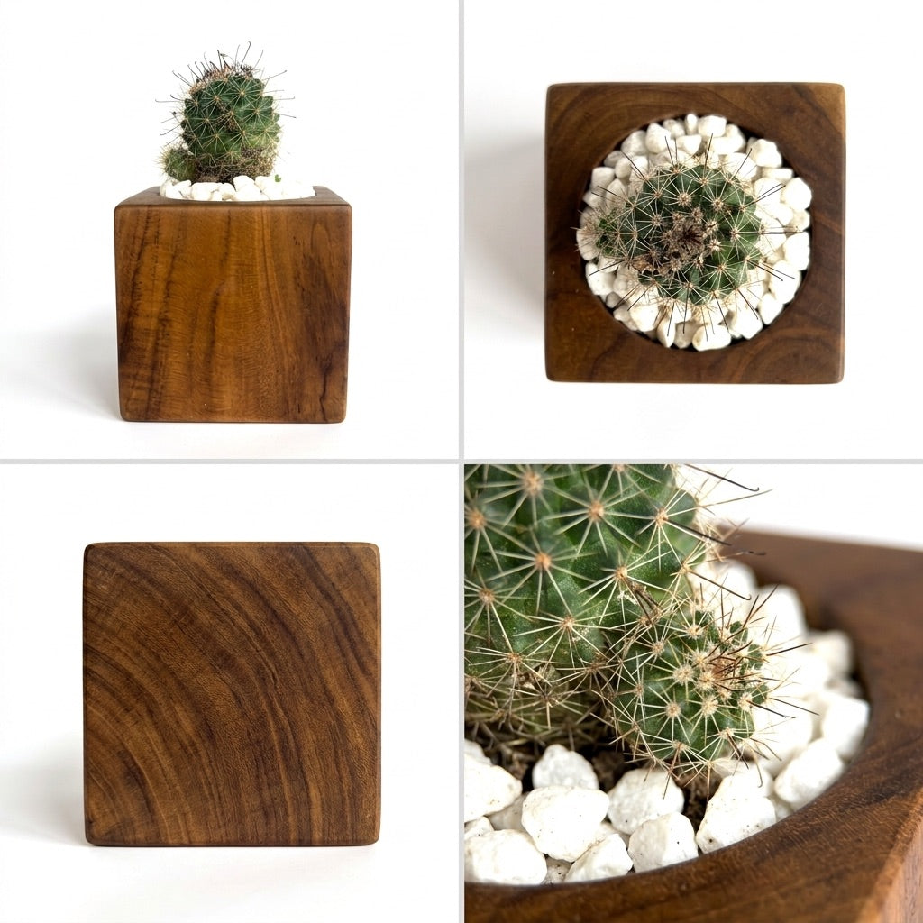 Teak Cube Planter with Cactus and White Pebbles for Stylish Decor