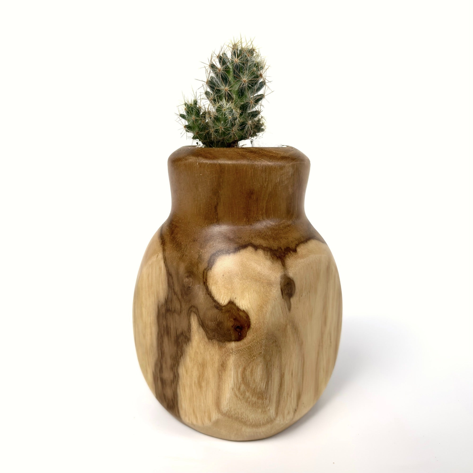 Teak Curved Cactus Pot in natural wood finish for decorative use