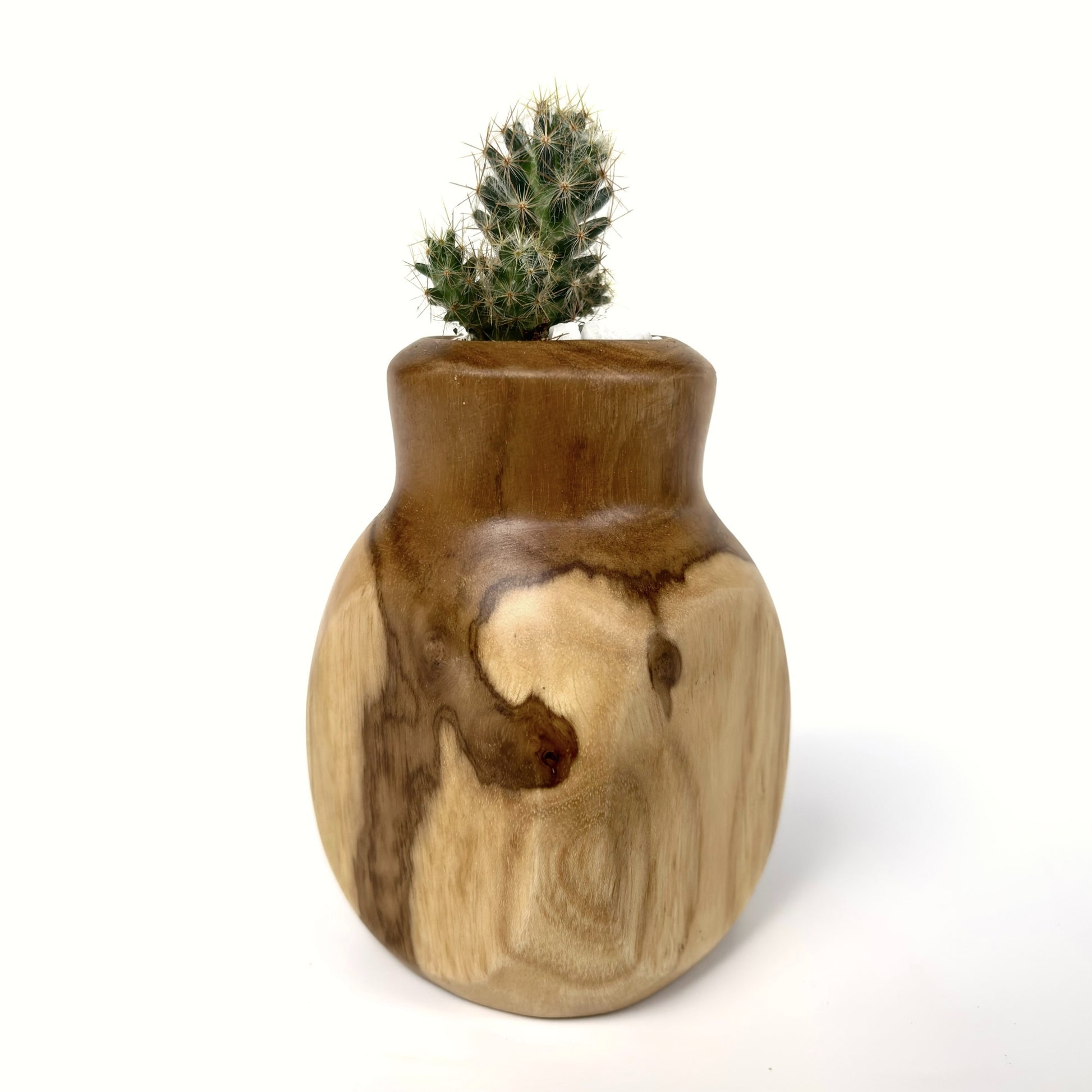 Teak Curved Cactus Pot in natural wood finish for decorative use