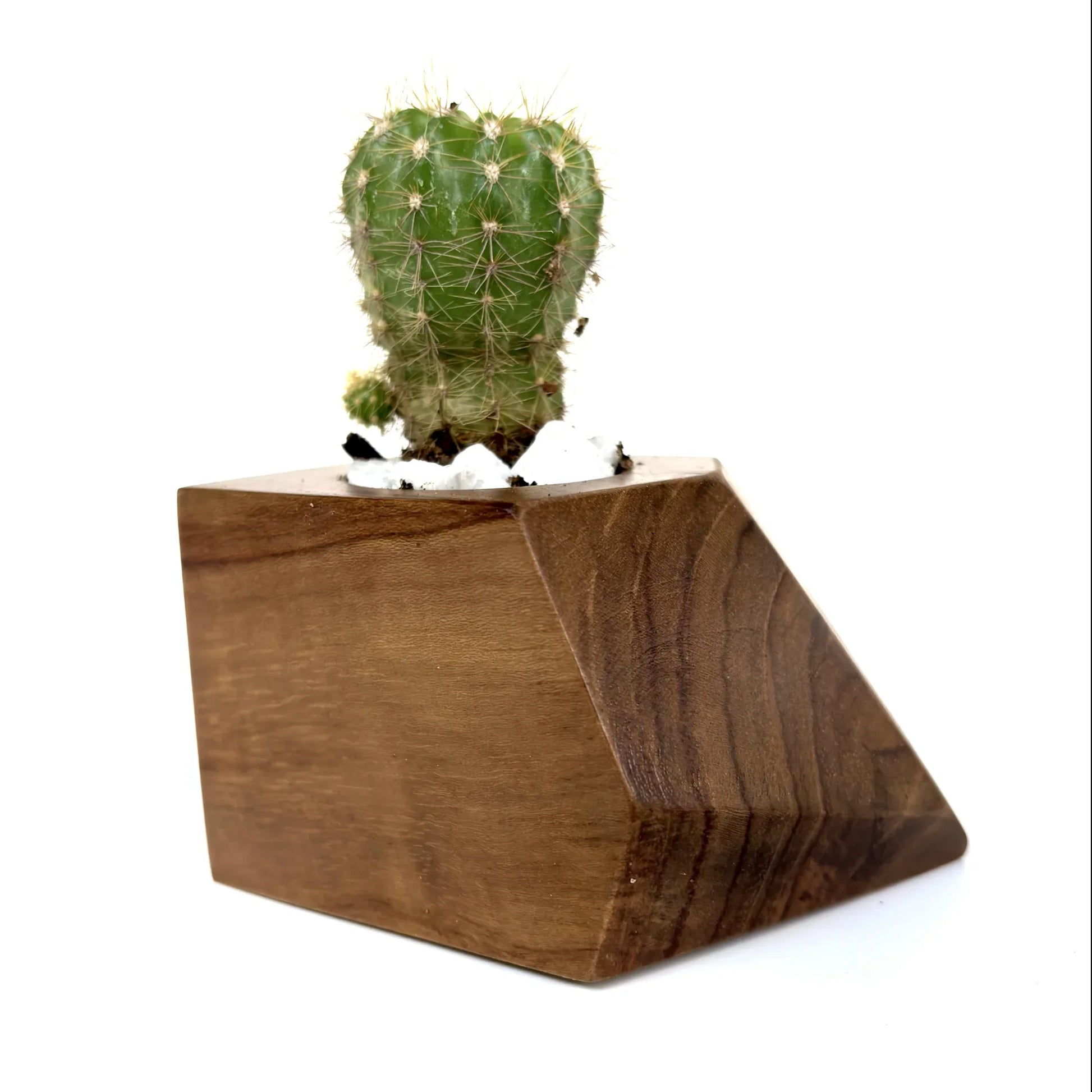 Stylish Wooden Cactus Holder with a natural finish, perfect for desktop decor and plant lovers