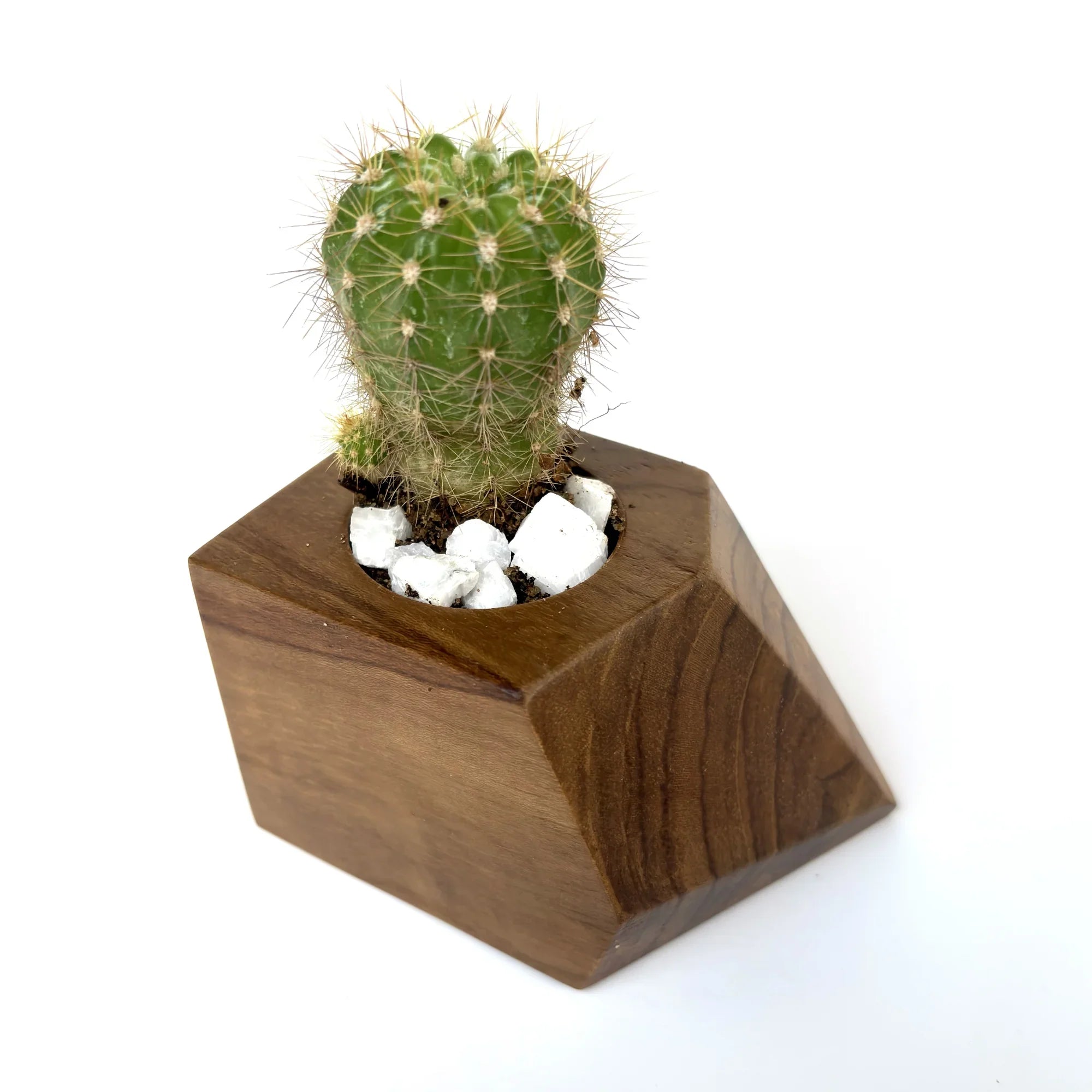 Stylish Wooden Cactus Holder with a small cactus and decorative white stones on top