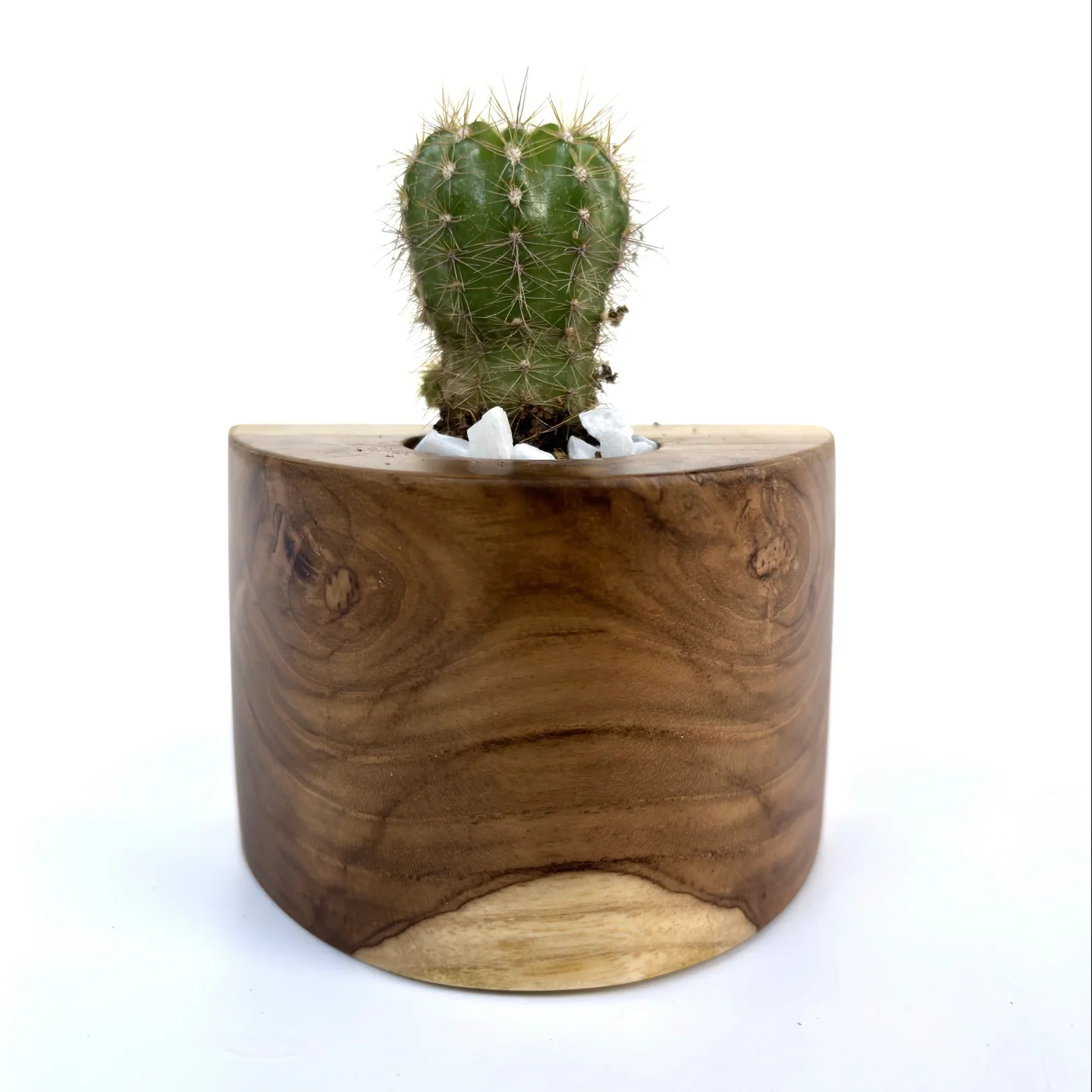 Unique Wooden Cactus Pot crafted from natural wood with a cactus plant and decorative stones