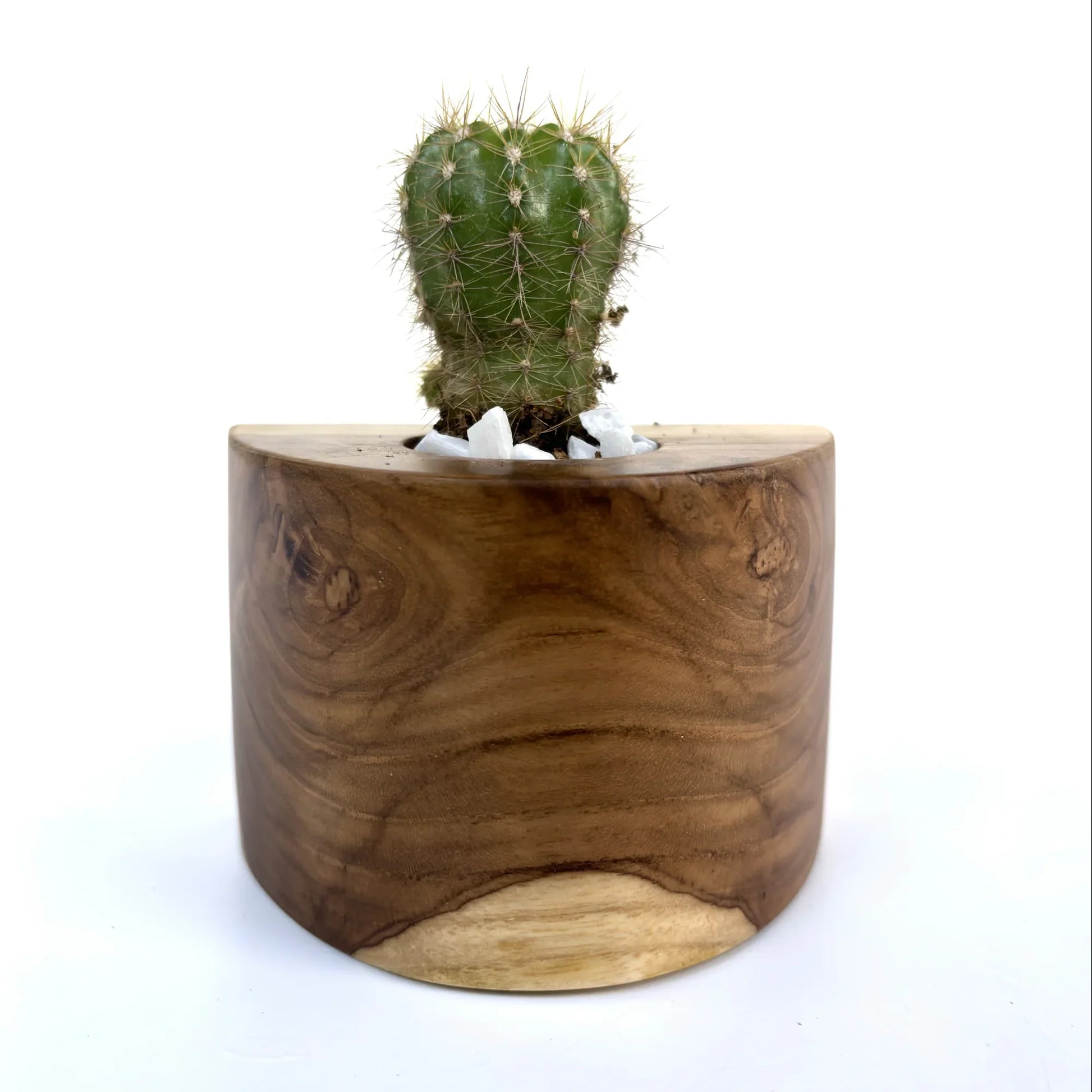 Unique Wooden Cactus Pot crafted from natural wood with a cactus plant and decorative stones