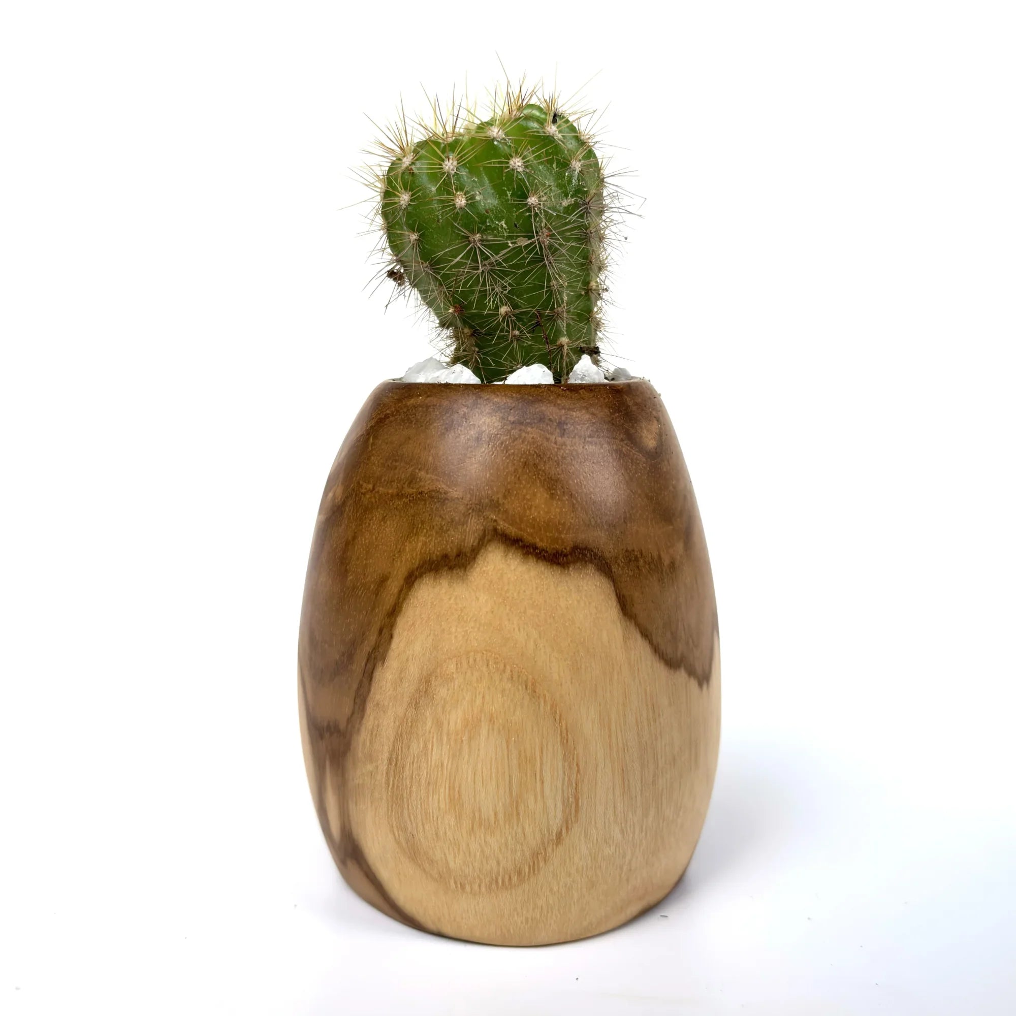 Natural Wooden Cactus pot with a small cactus plant, showcasing unique wood grain texture