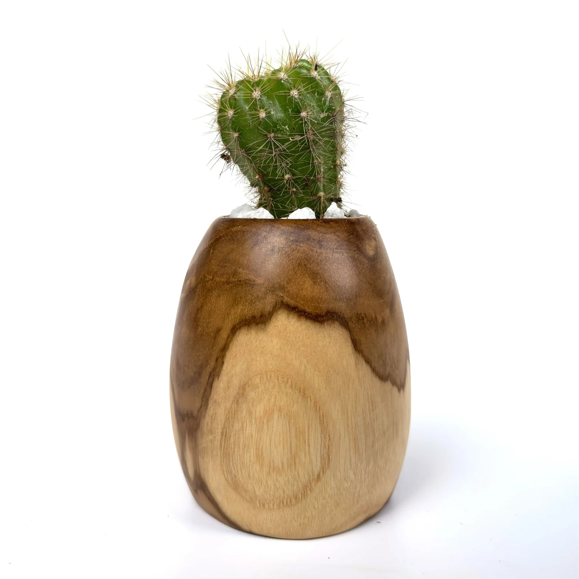 Natural Wooden Cactus pot with a small cactus plant, showcasing unique wood grain texture