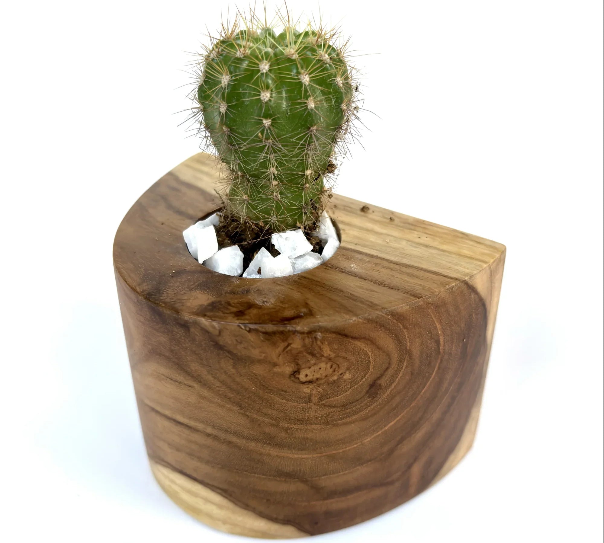 Wooden Cactus Pot with a Small Cactus and Natural Stone Base for Home Decor