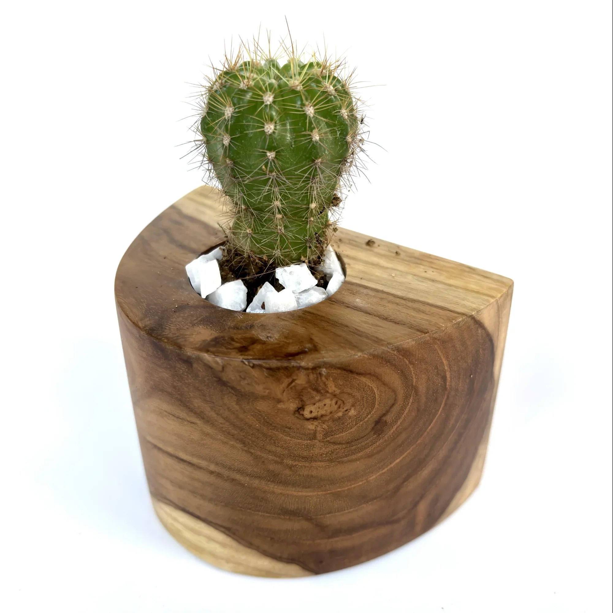 Wooden Cactus Pot with a Small Cactus and Natural Stone Base for Home Decor