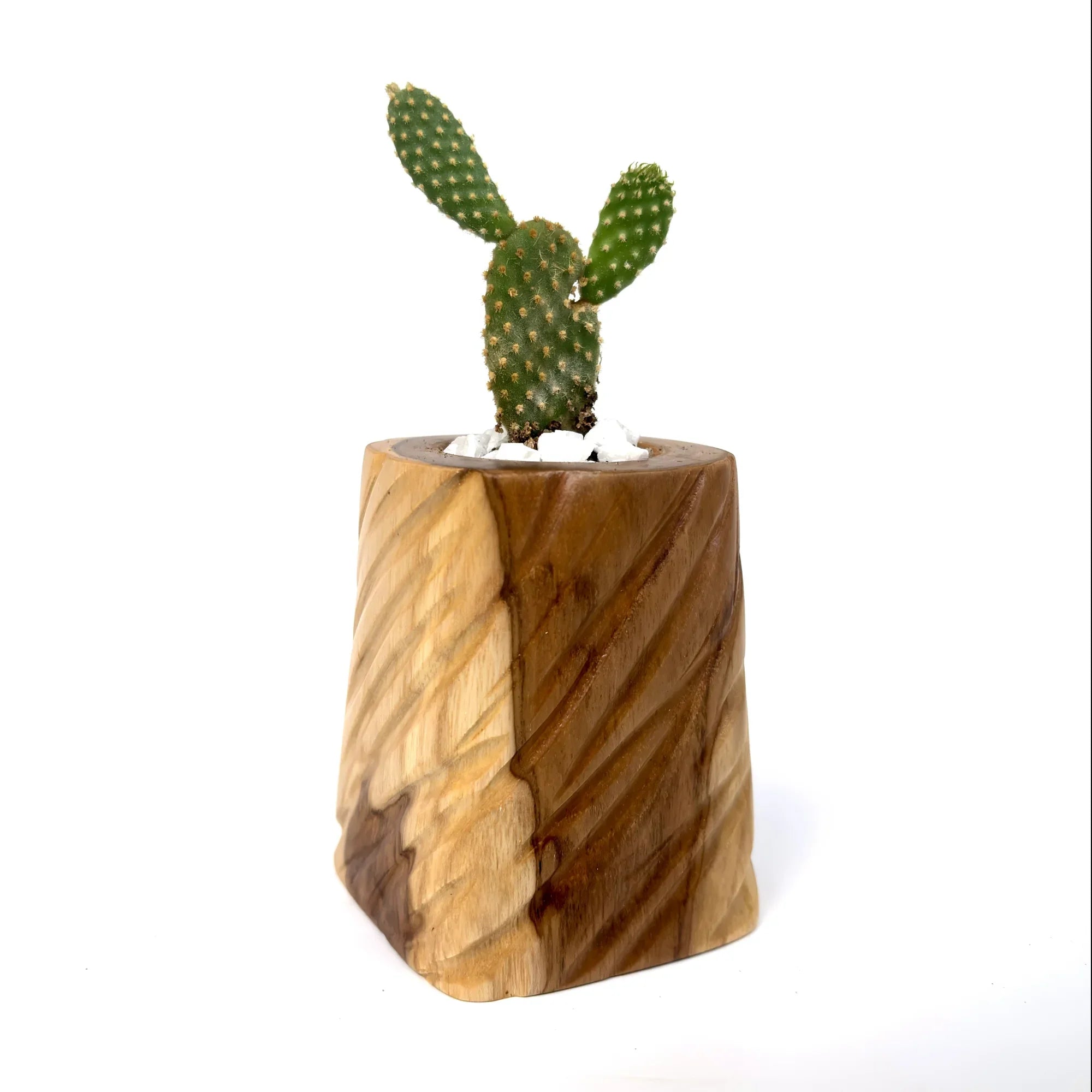 Wooden plant pot for succulents with a cactus plant, made from natural wood for a rustic decor