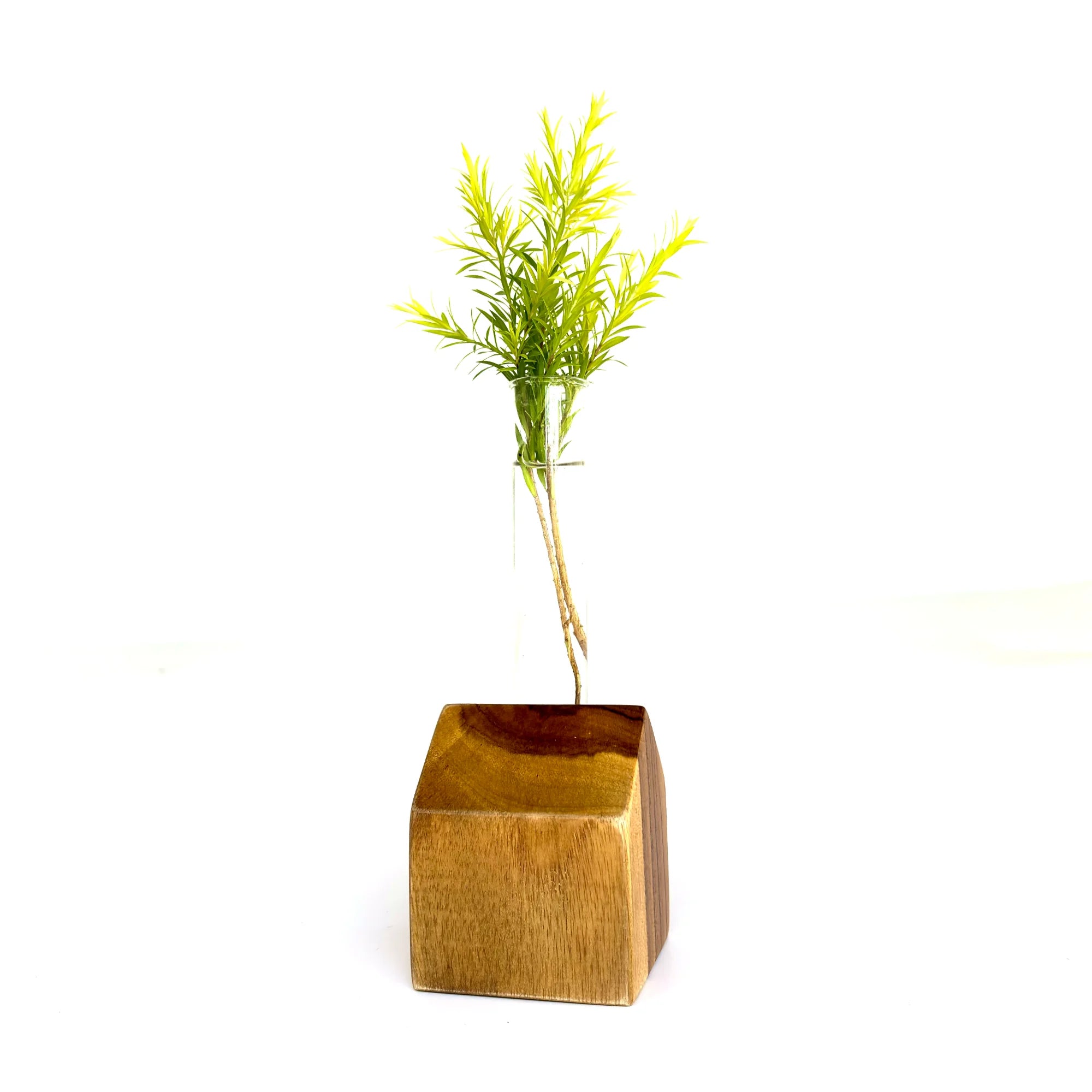 Wooden test tube vase with a glass tube and a green plant, elegantly showcasing natural materials