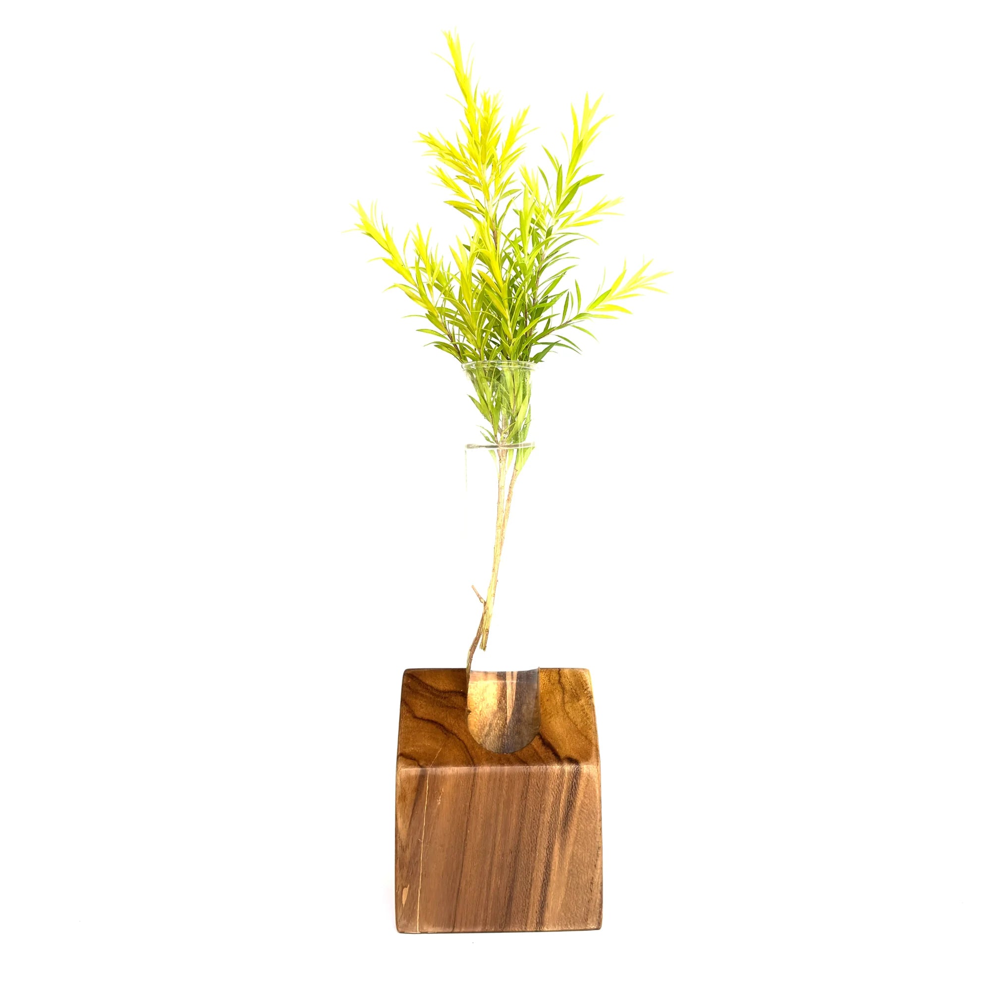 Wooden test tube vase with a natural wood base and a bright green plant for home decor